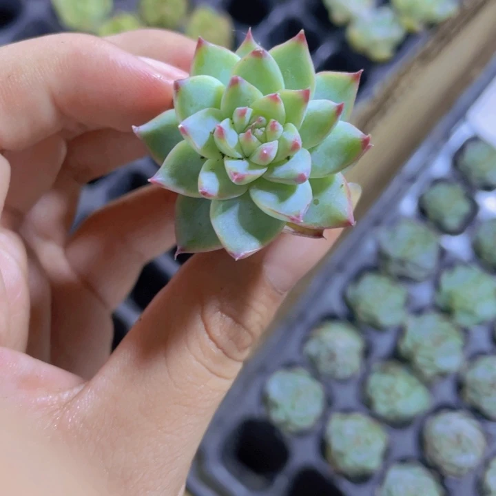 43精品白吉2颗一组