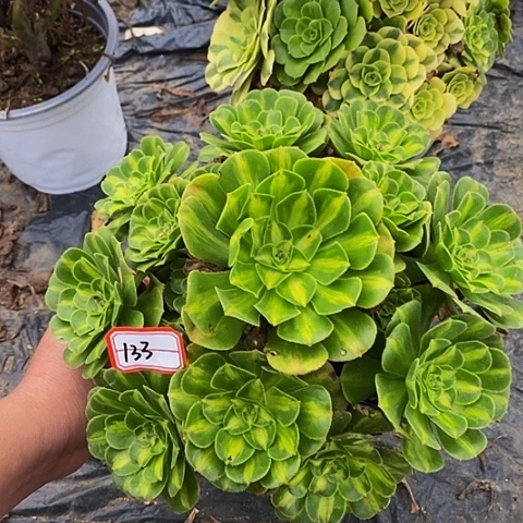 翡翠琉璃老桩捧花133号