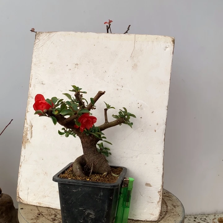 无花朵大****9开播福利