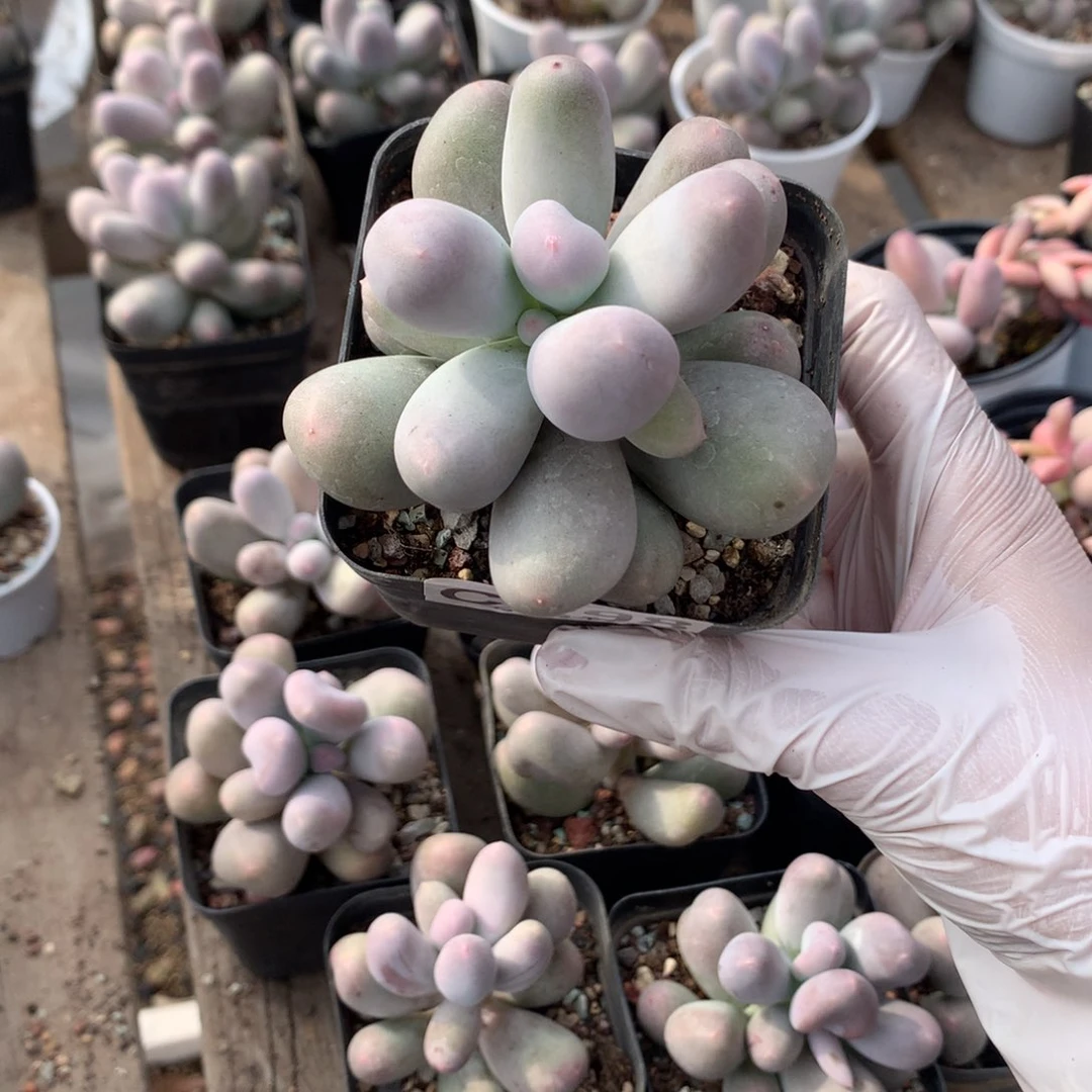 朵*298 米可奶酪米可奶多肉