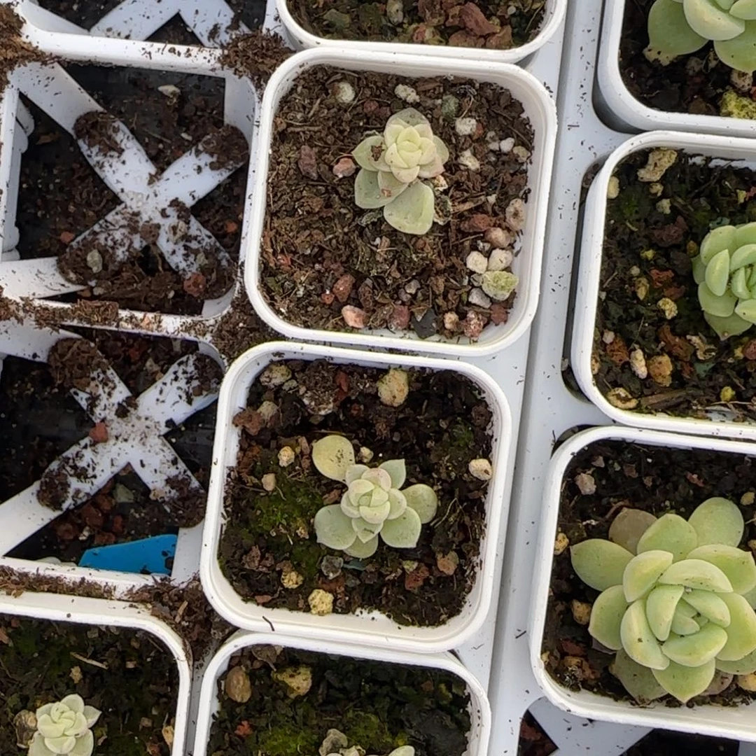 月财13 号盆一个3床满25包邮