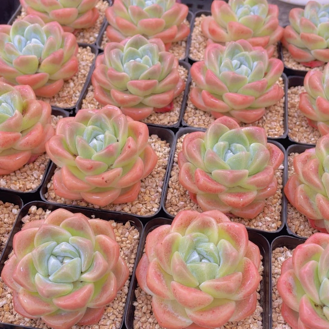 量拍2号 樱花钻石冰玉大单头一个