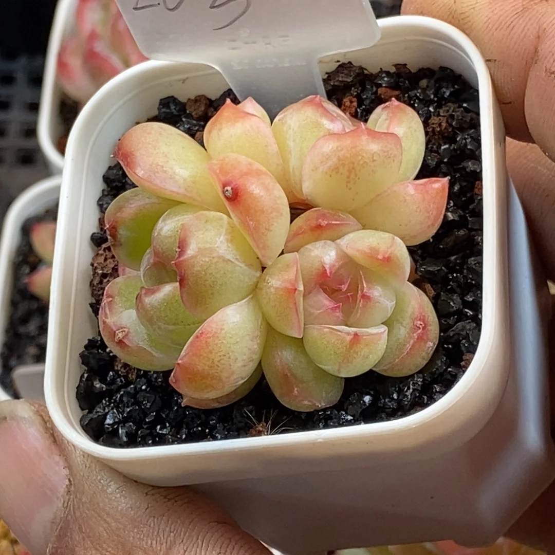 天官赐福百无禁忌