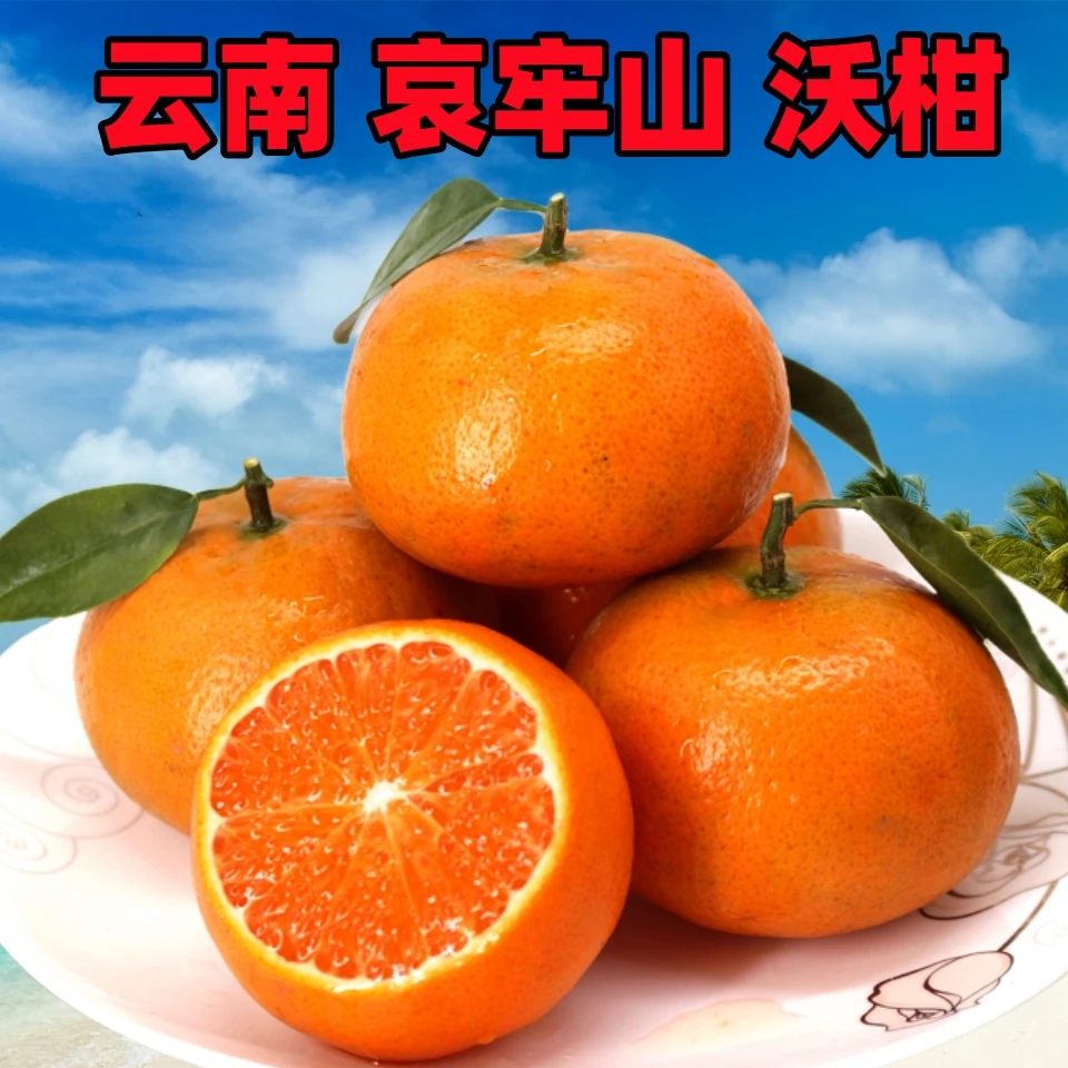正宗沃柑自然成熟新鲜采摘香甜多汁当季柑橘桔子孕妇水果现摘发货