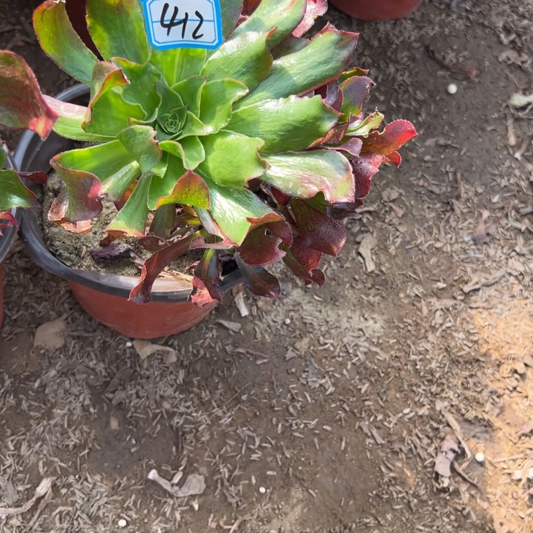 412魅影七彩多肉植物法师