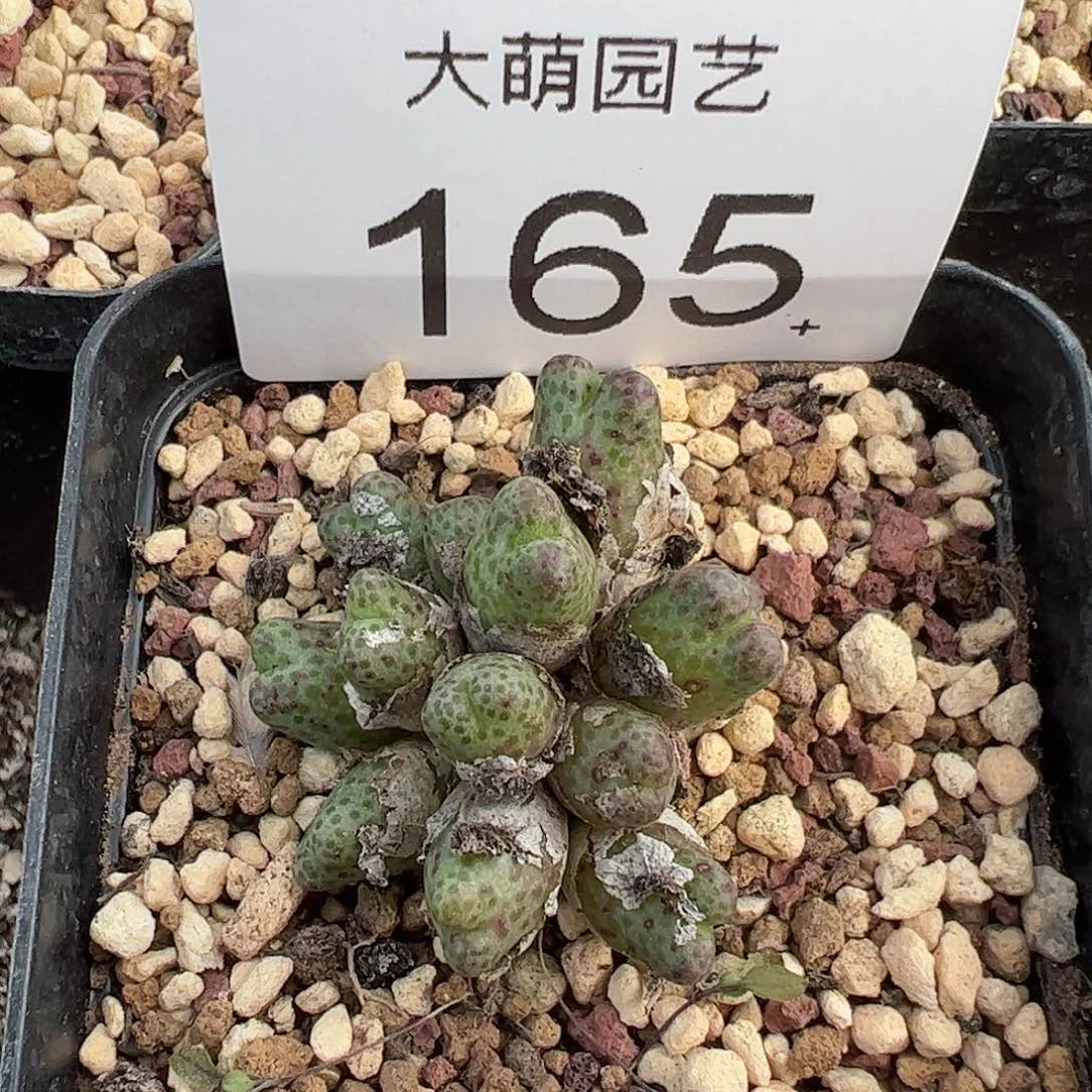 一物一拍脱土发。   165