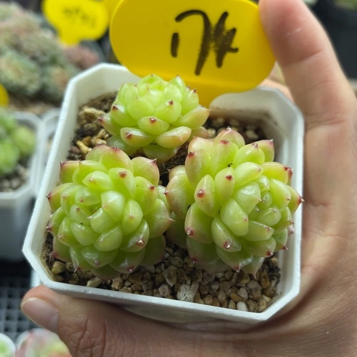 福利灯泡珍妮群174