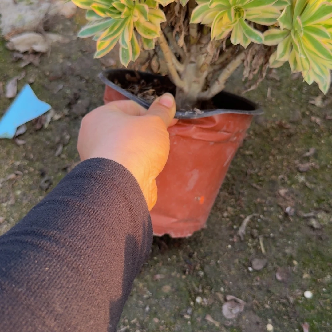 夕颜。 蓝色纸条。多肉植物