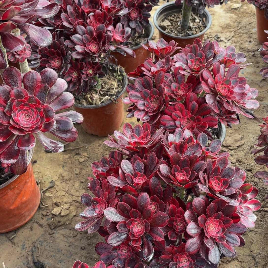 香奈儿掐心9.9多肉植物