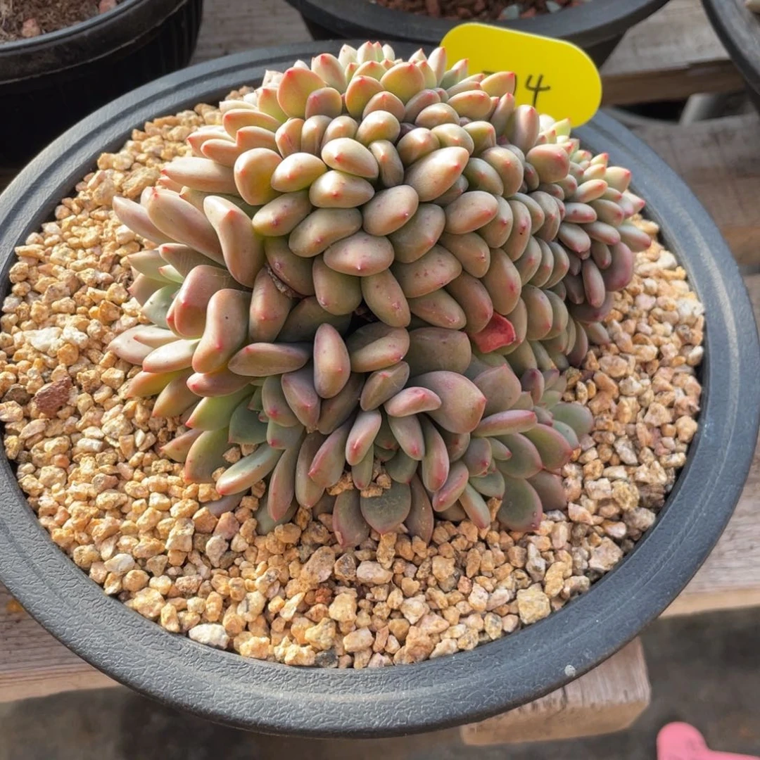 果****爱丽儿缀化小树缀214