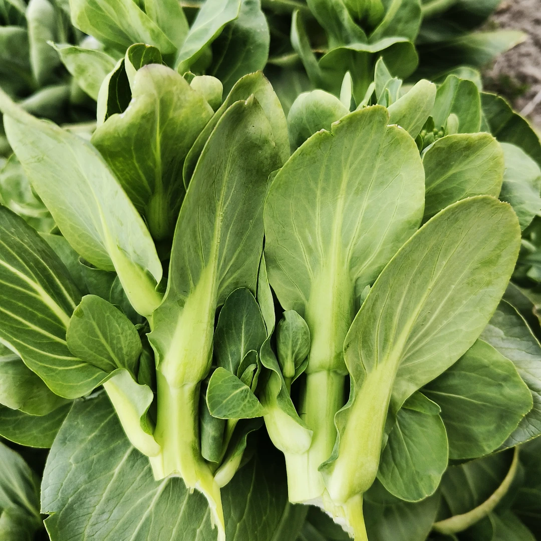 现摘现发新鲜露天霜冻安徽芜湖农家自种青/白菜苔2斤/4.5斤包邮