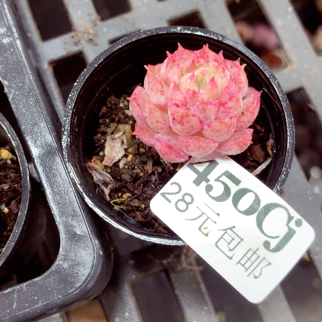 5厘米盆精控多肉450