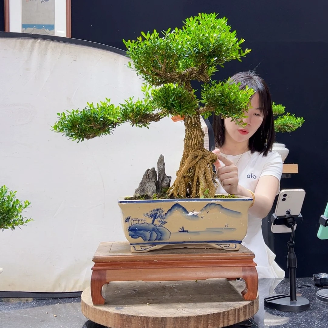 无花朵黄杨盆景老桩四季常青