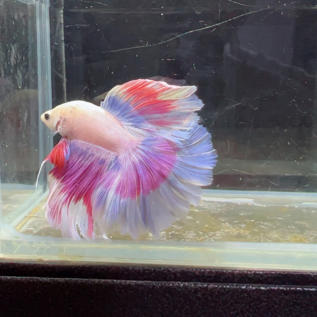 斗鱼浅色特殊尾hhhh