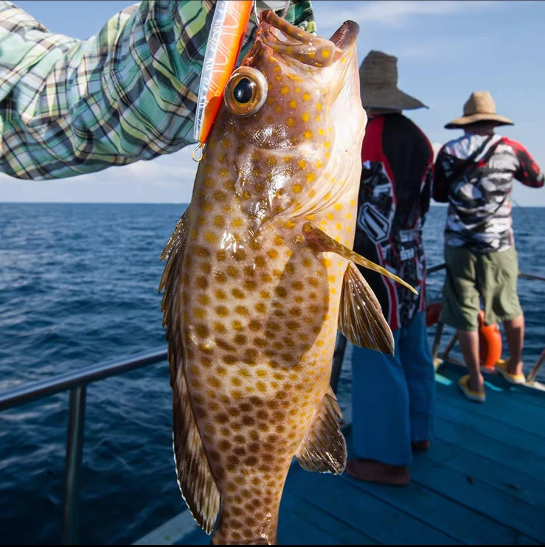 海南新鲜深海鱼生鲜捕捞正宗龙胆石斑鱼黑芝麻斑海鲜优选直播现切