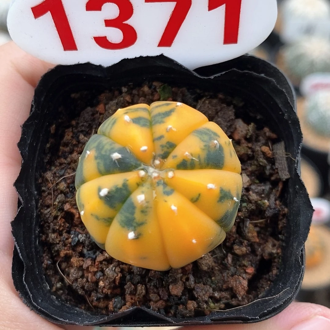 1371兜锦系列福利来啦