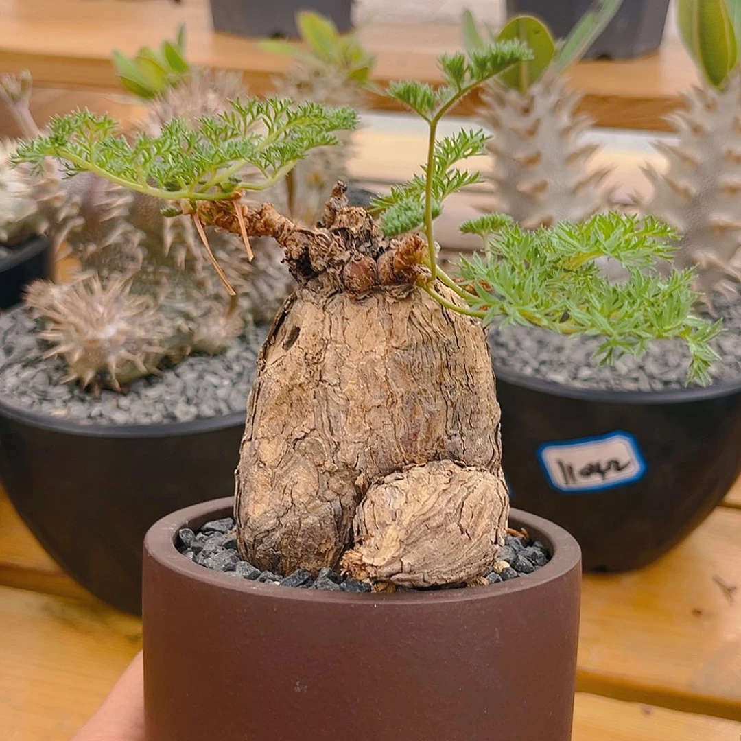 枯木洋葵矮墩仙气款7.6公分