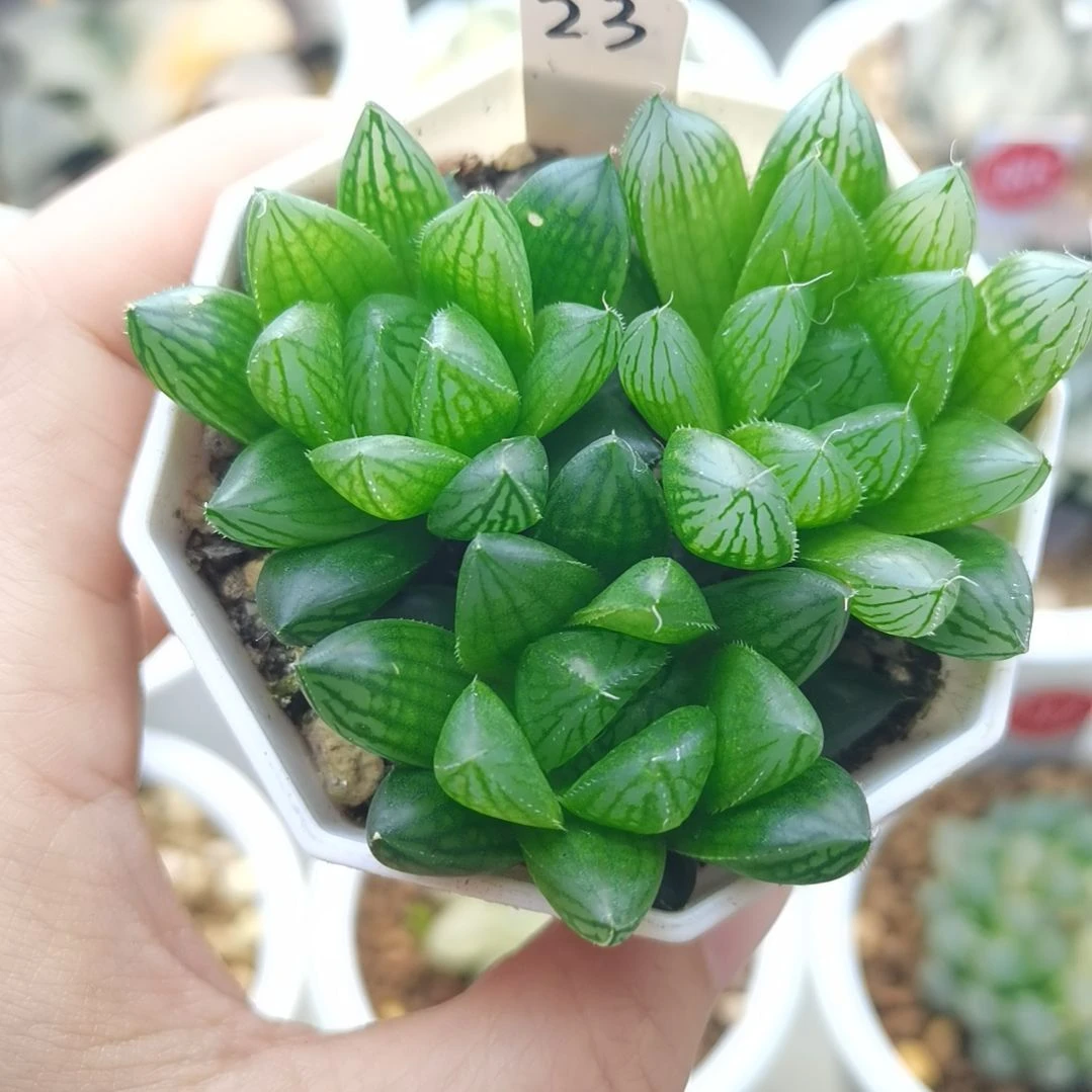 23号实生玉露3个单头一物一拍带盆土发货