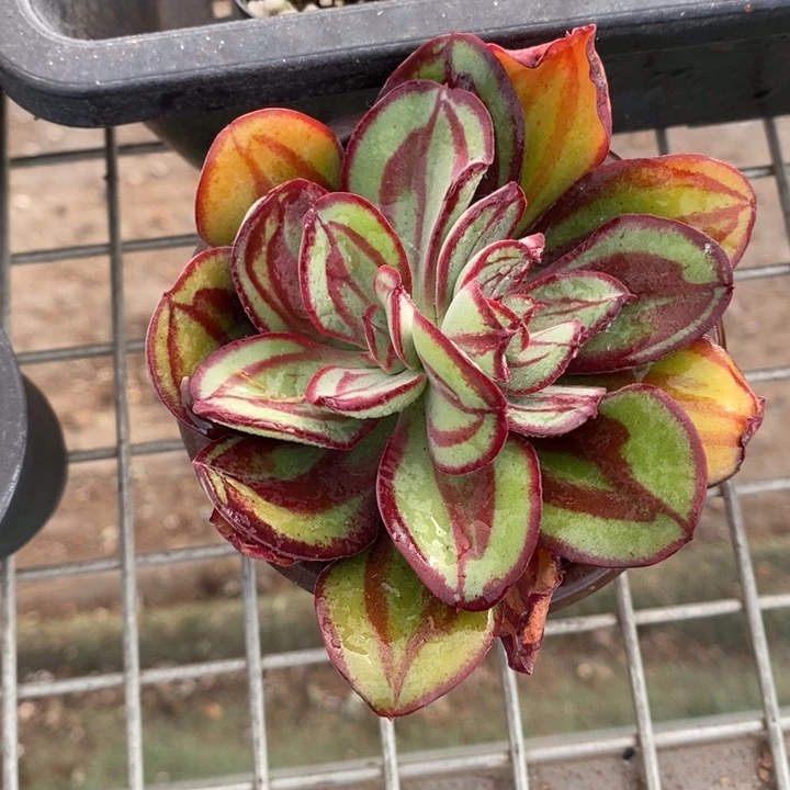 伯克利和他的朋友们在一起