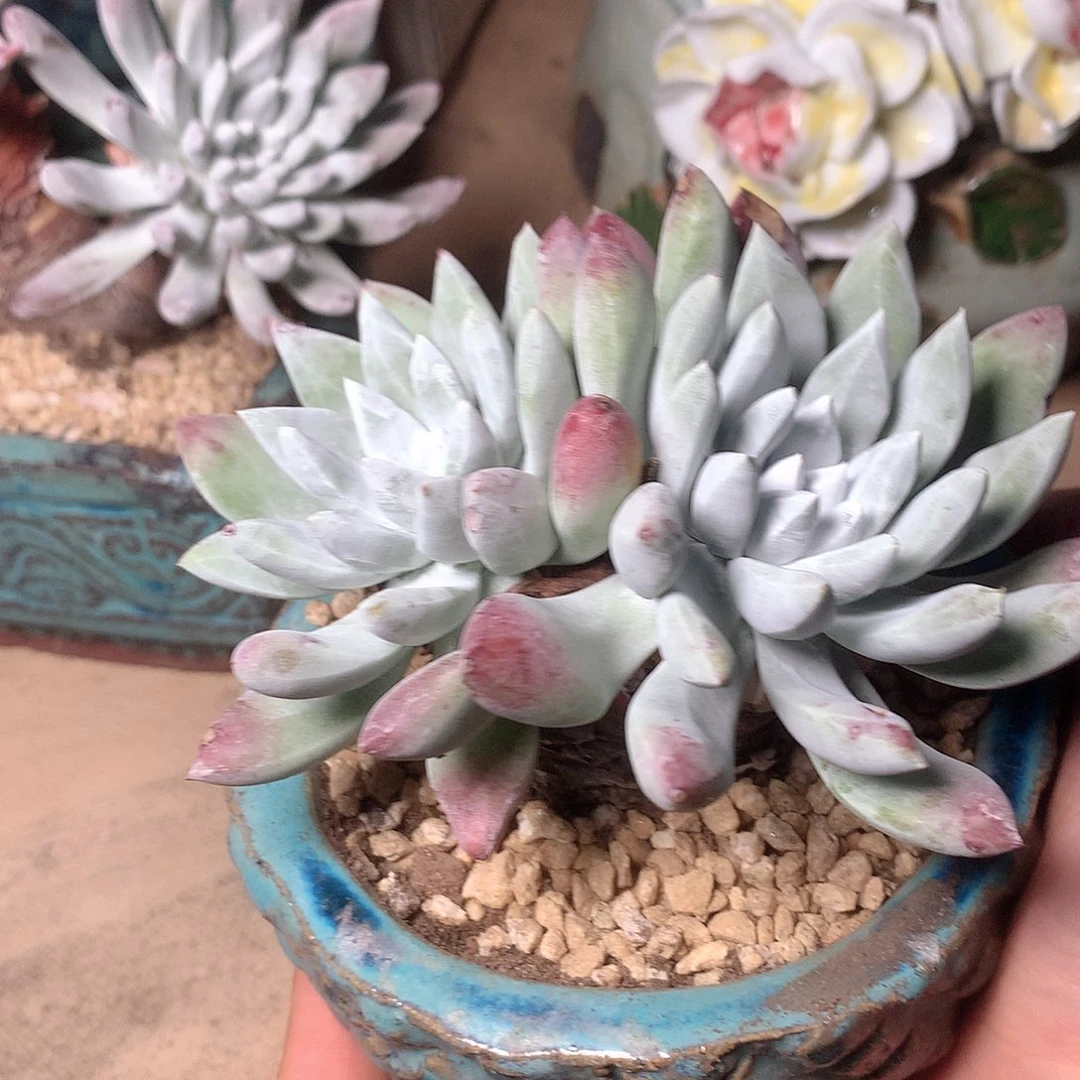 2274刘丹拇指仙女杯