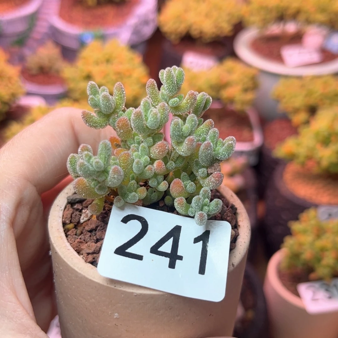 241粉冰晶可爱多肉植物