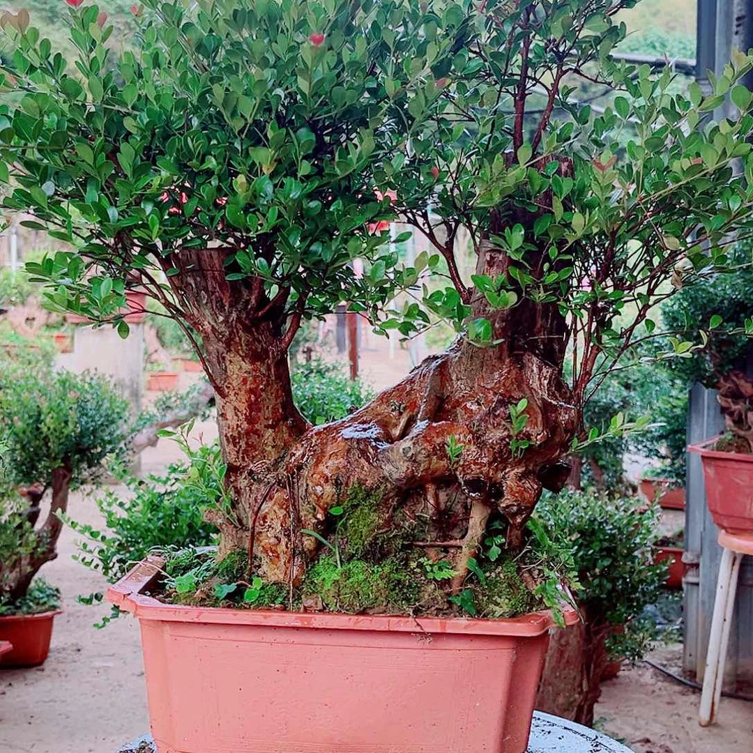 用****8赤楠赤楠赤楠赤楠