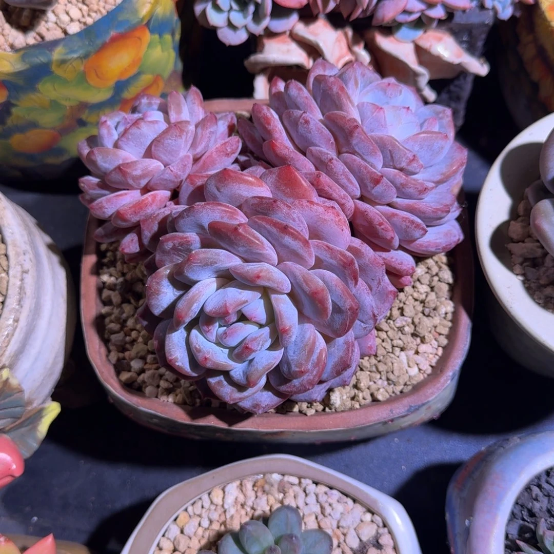 韩橙 3头 一物一拍