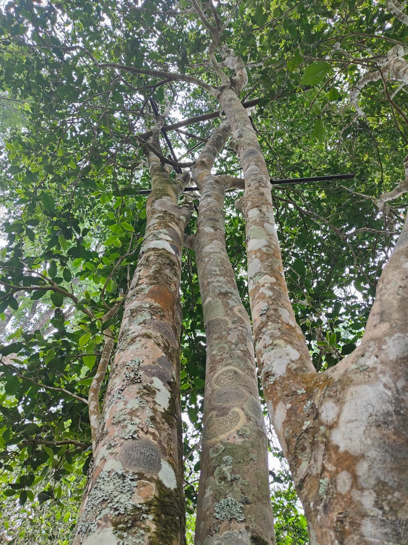 2025年 私人订制高货 古树春茶散茶 100g