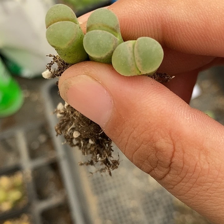 2136B23子播一颗。