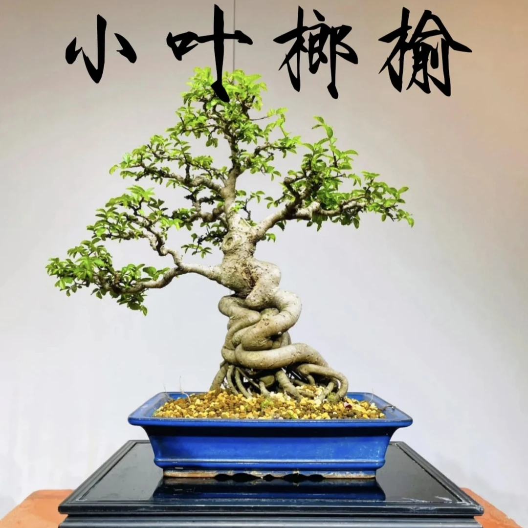 小叶榔榆  黄栌  黄荆老桩直播间专属链接（一物一拍以实物为准）