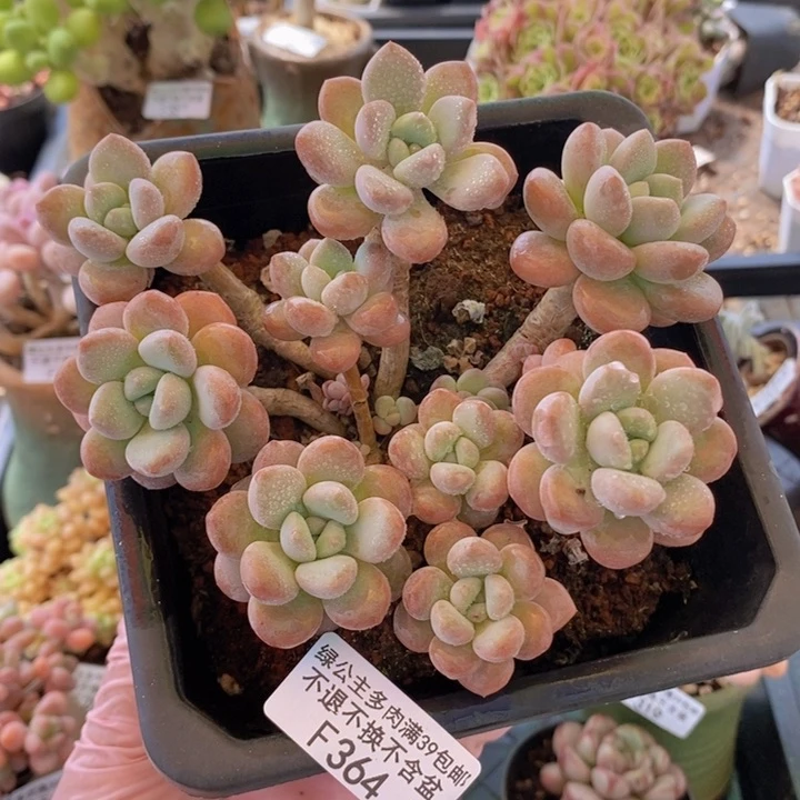 白鹭老桩14cm364多肉植物