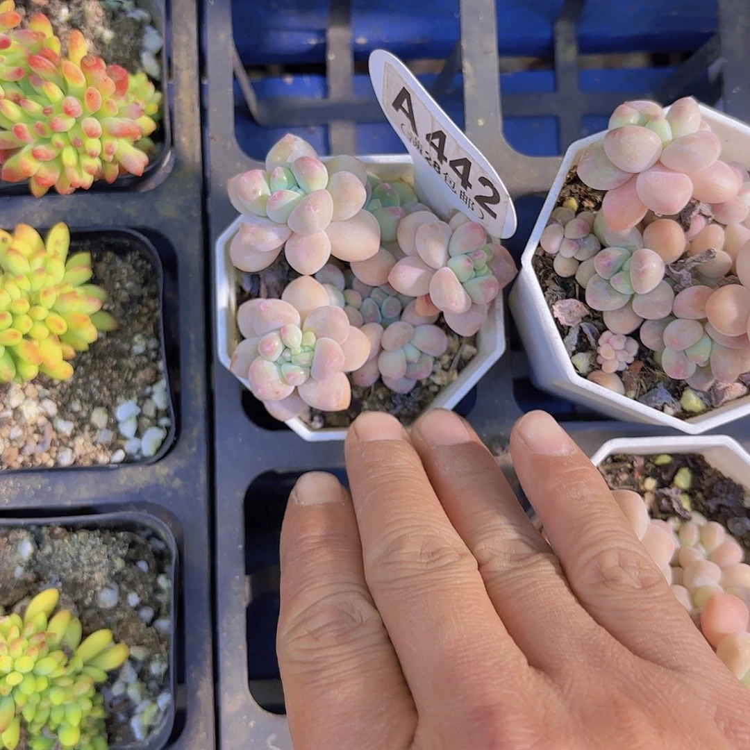 程*A442奶酪蛋糕一物一拍