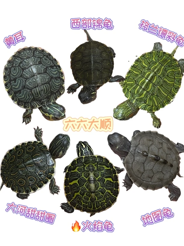 五福临门六六大顺龟宠物火焰地图格兰德甜甜圈西锦黄耳全品套餐