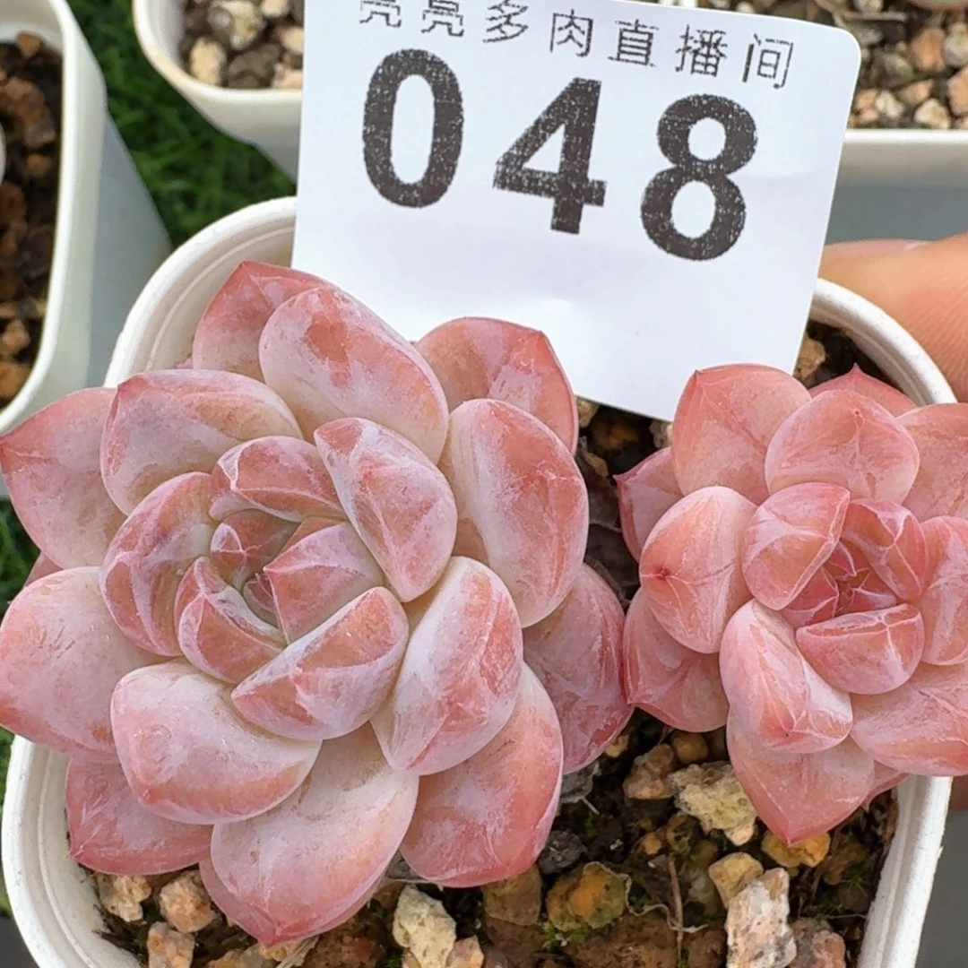 福利粉魄            精美多肉植物