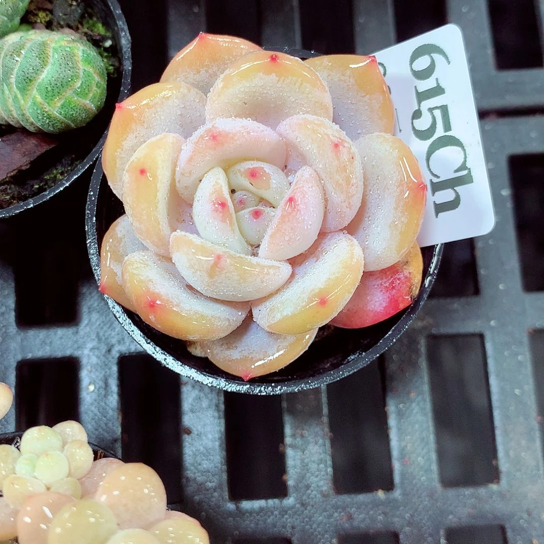 5厘米盆精控多肉615