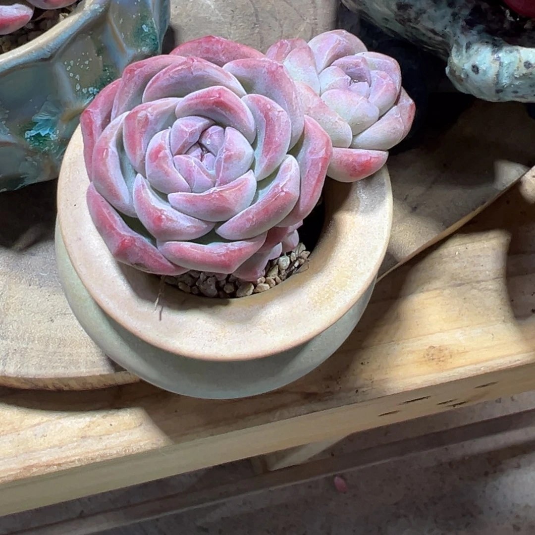 ?****?紫心冰玉粗腿群