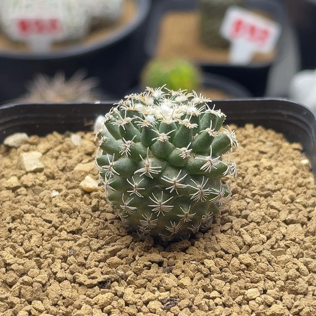 实生海胆娇丽仙人球