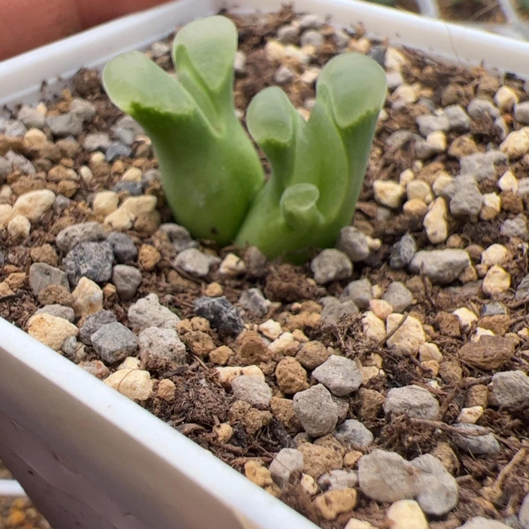 10.4福利多肉植物183