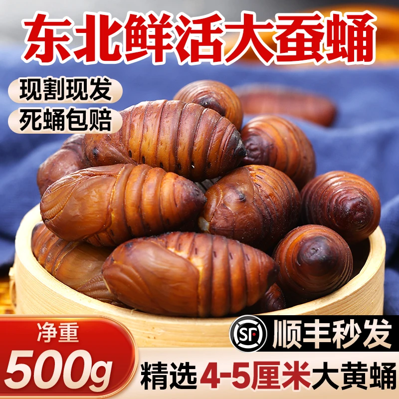 东北特产蚕蛹新鲜活大黄蚕蛹蝉蛹活体2024年A级黑秋茧蛹500g顺丰