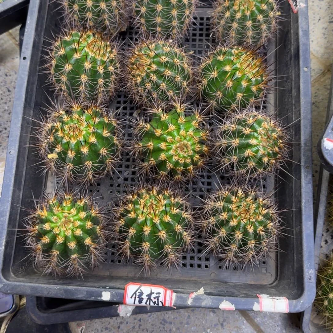 353毛花柱信标歪无根侧牙5公分以上，20包邮