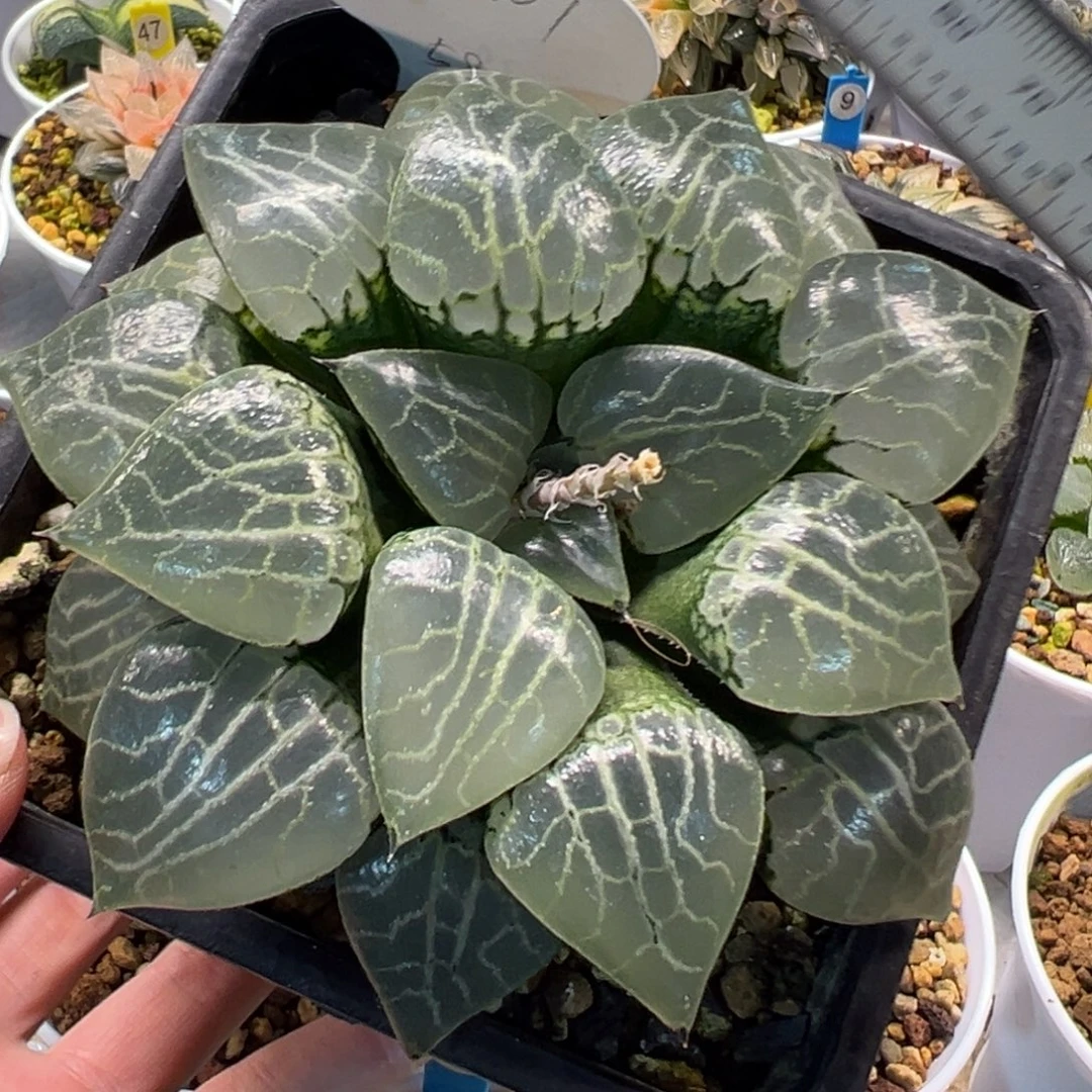 水晶1012222222222222