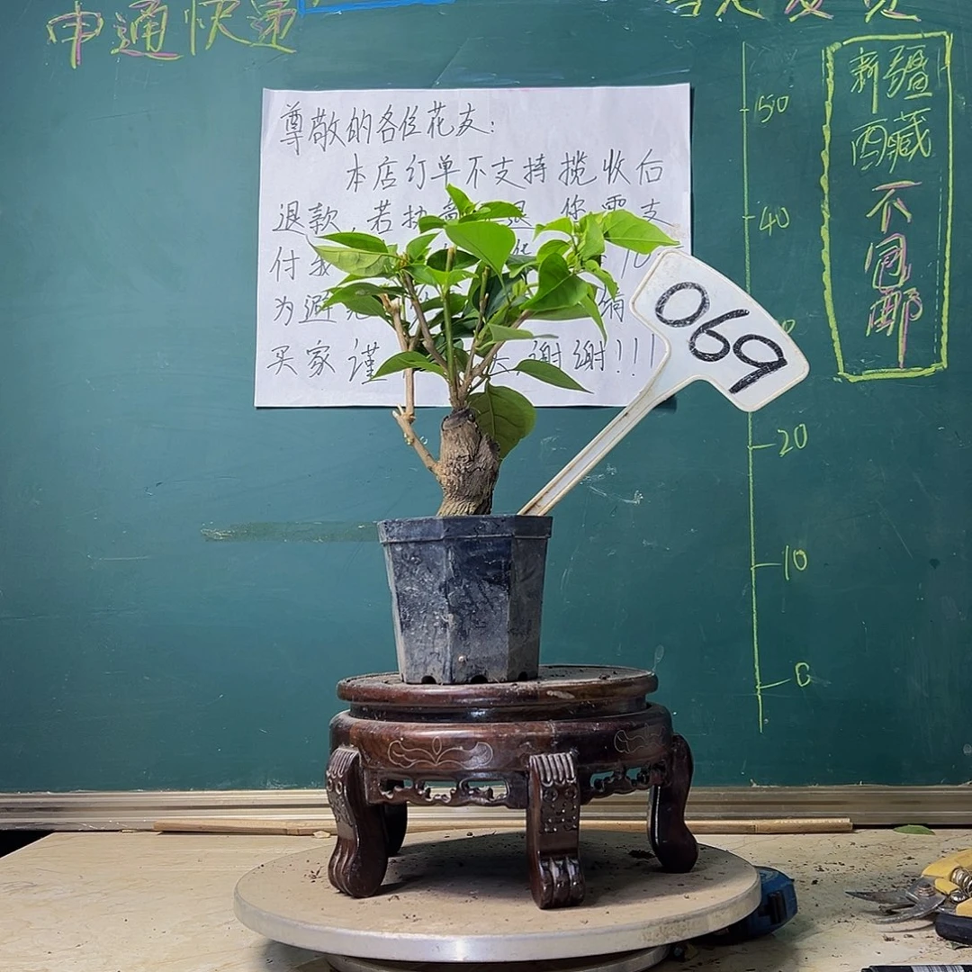 当前无花栽培后可以开花绿樱 大宝有瑕疵   069