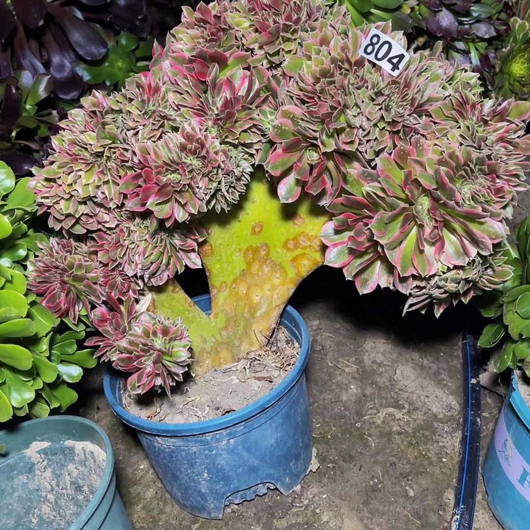 女神法师13/-21包邮法师