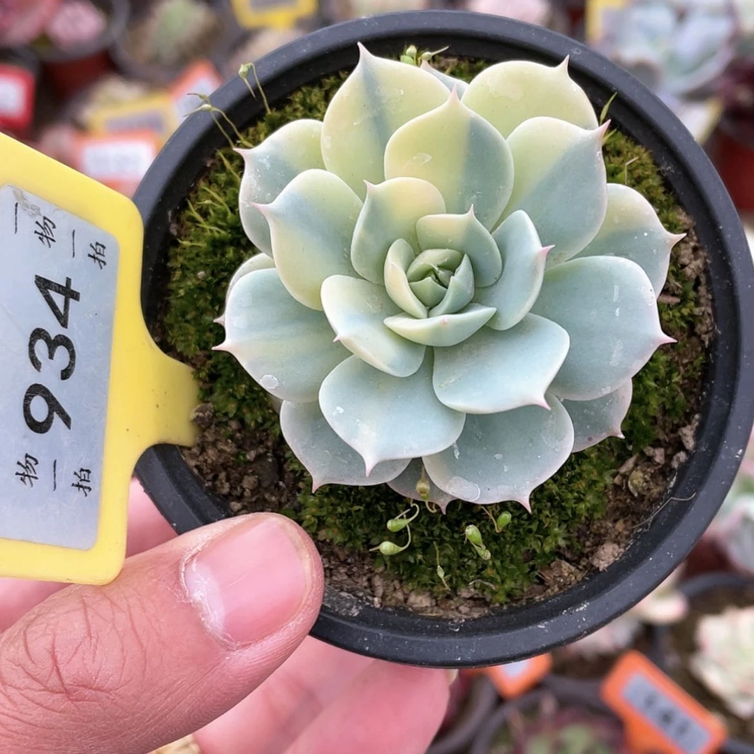 【闪购商品】934号