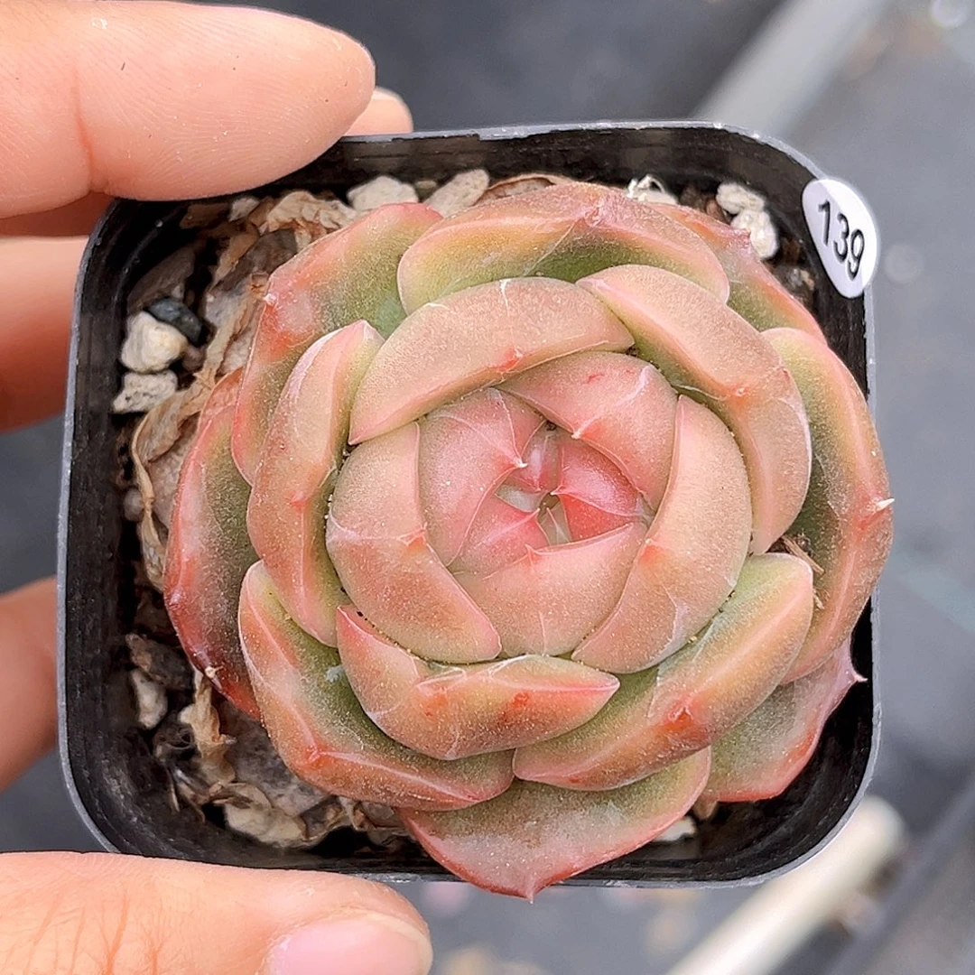 139  新品珍妮满18包