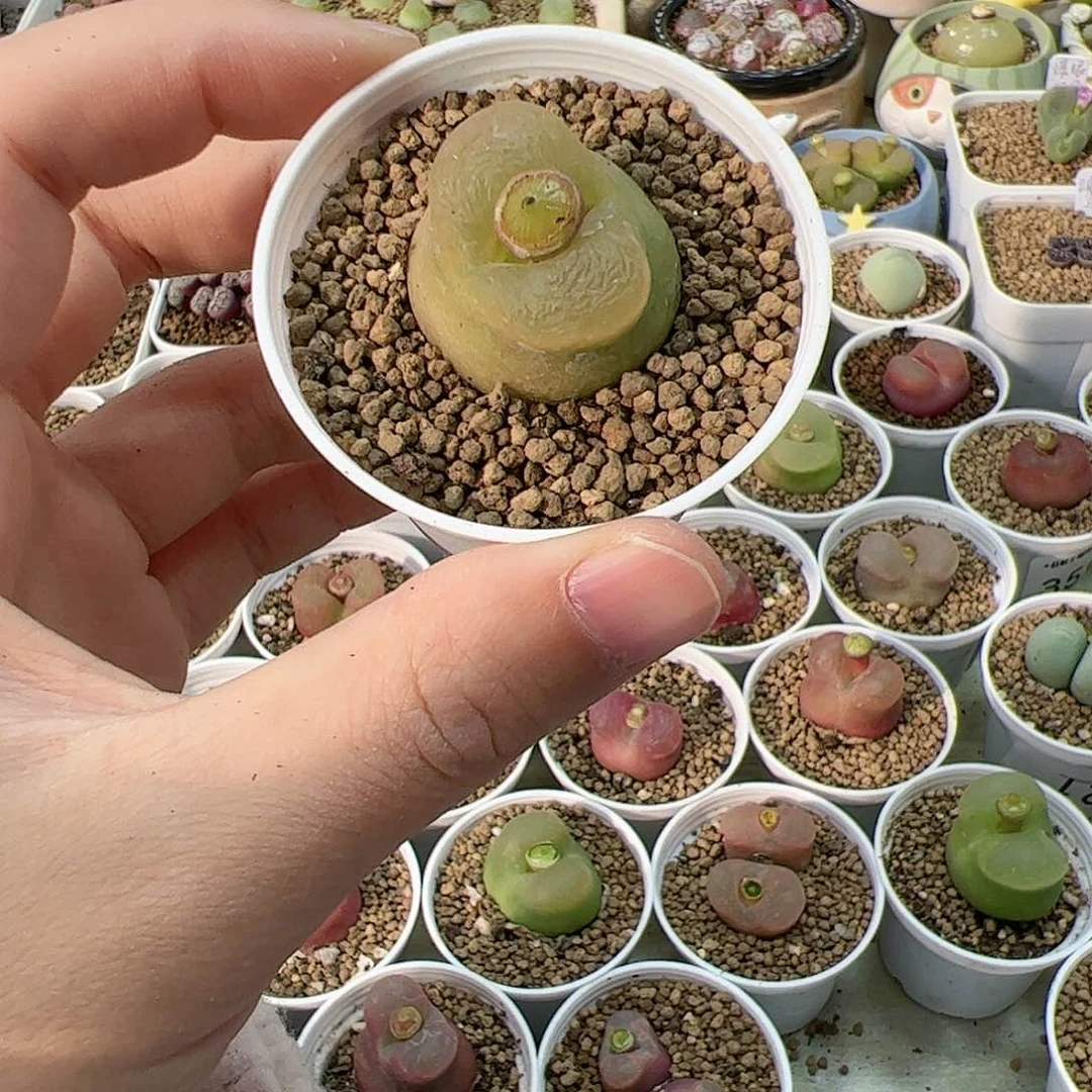 【闪购商品】395 带盆