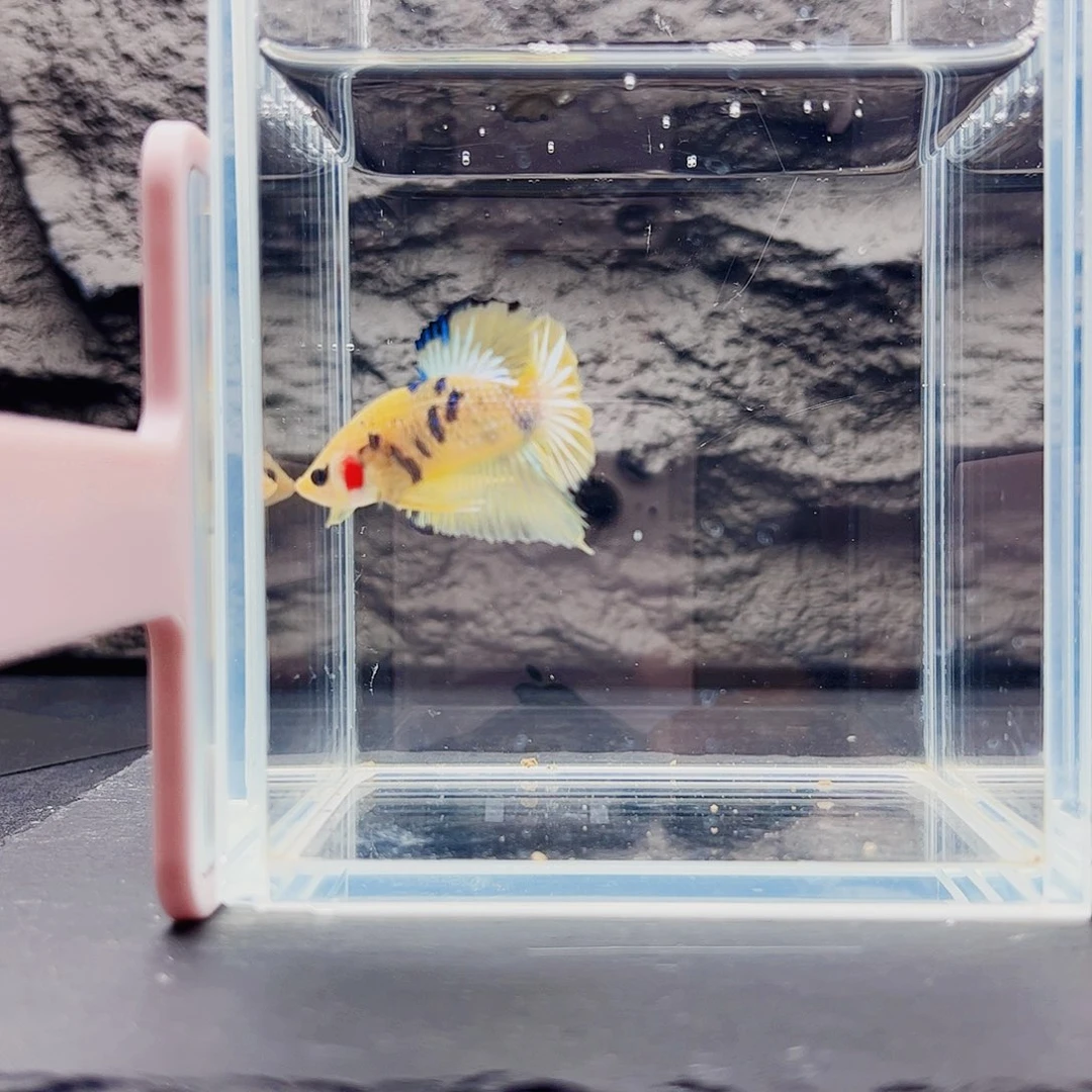 海水鱼宙斯斗鱼竞拍11-08