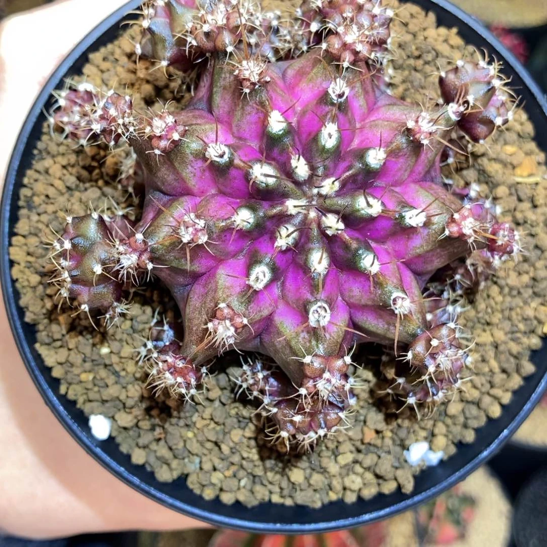 橘**叔专拍的 米哈仙人球