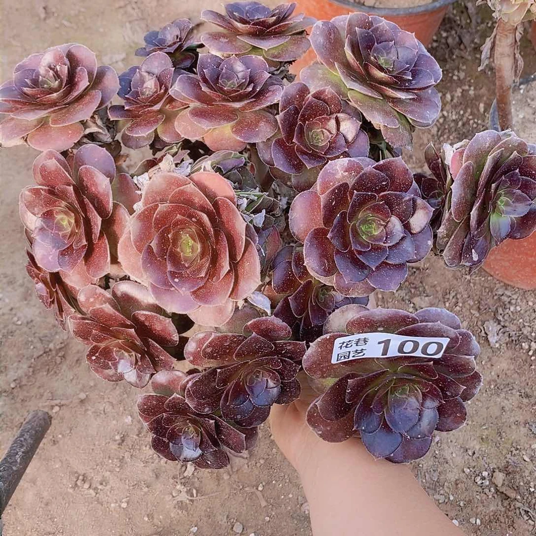 100 号一物一拍多肉植物