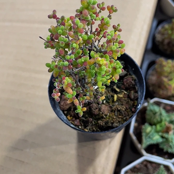 圆盆七彩糖球带盆土发